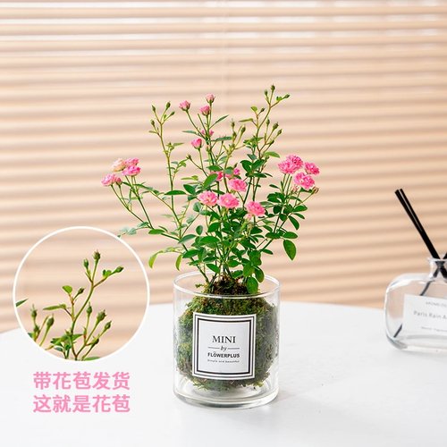 超微水培姬月季四季花卉玫瑰