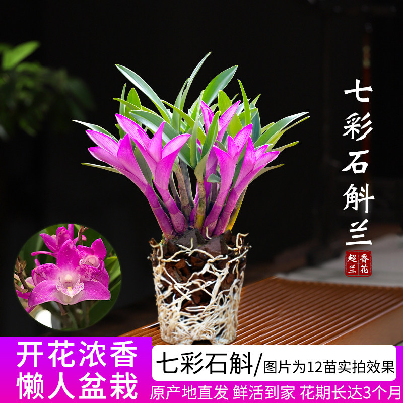 七彩香水石斛兰花四季开好养图片