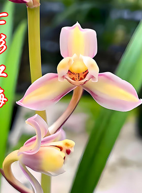 建兰七彩红梅兰花盆栽夏带花苞