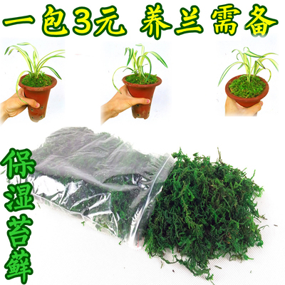 绿植保湿美观苔藓盆景兰花