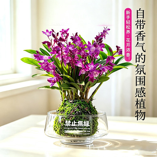 七彩香水石斛兰盆栽室内好养
