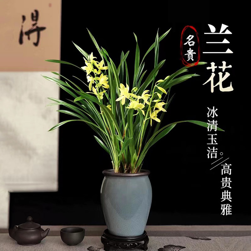 带花盆建兰大凤素现带花四季好养
