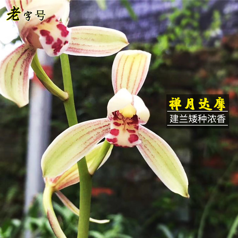 建兰兰花苗 禅月达摩 建兰矮种金边夏带花苞出售好养花卉绿植盆栽