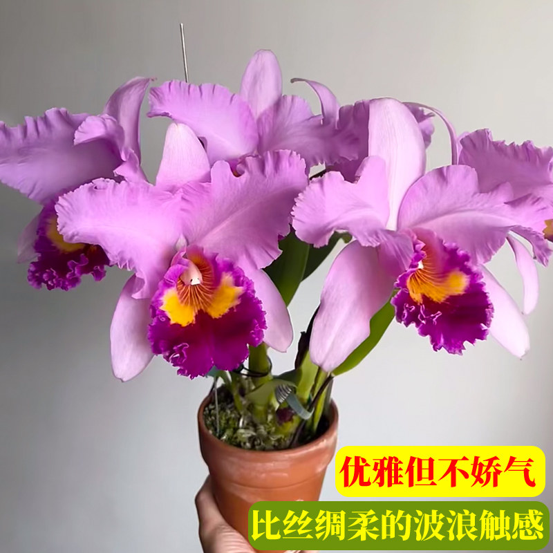 卡特兰兰花大花室内盆栽图片