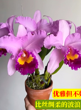 卡特兰兰花苗香水石斛兰室内盆栽办公室桌面盆净化空气绿植花卉