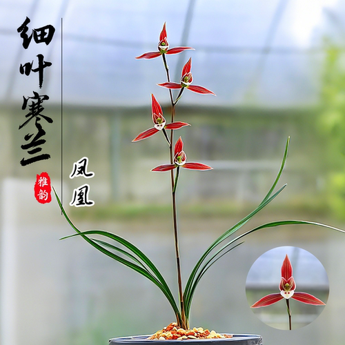 细叶寒兰名品凤凰冬带花浓香好养