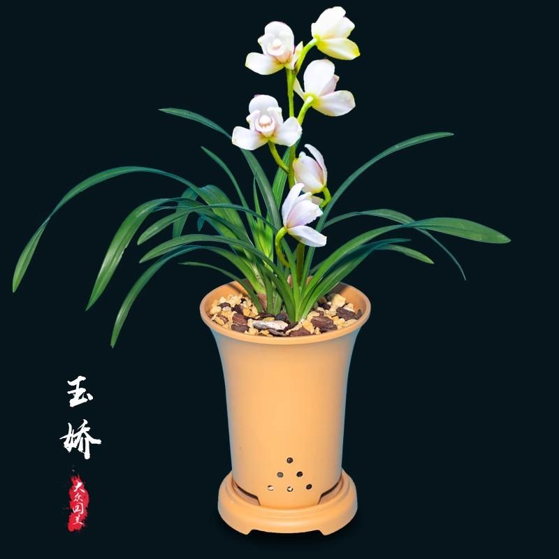 建蘭玉嬌蘭花盆栽植物名貴蘭草花苗國(guó)蘭四季室內(nèi)花卉蘭花苗夏帶花