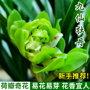 春兰九仙牡丹兰花盆栽现带花苞浓香好养兰花苗室内外客厅花卉绿植