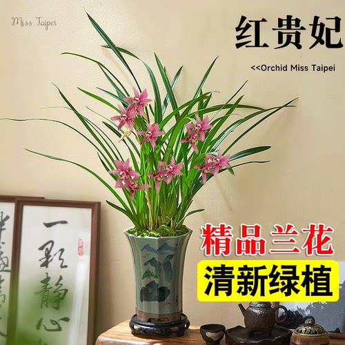 名贵花卉红贵妃四季兰绿植