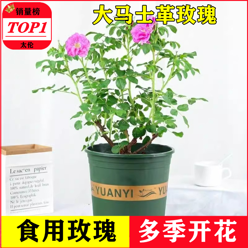 可食用大马士革玫瑰花苗盆栽平阴玫瑰树阳台庭院四季浓香花卉植物