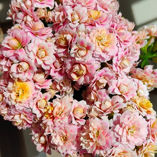 【重瓣】云锦（23-402）新品长寿花