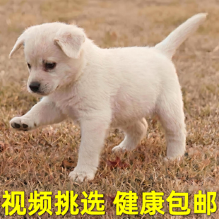 中华田园犬小型长不大适合小孩家养的高智商狗狗活物狗崽狗仔幼犬