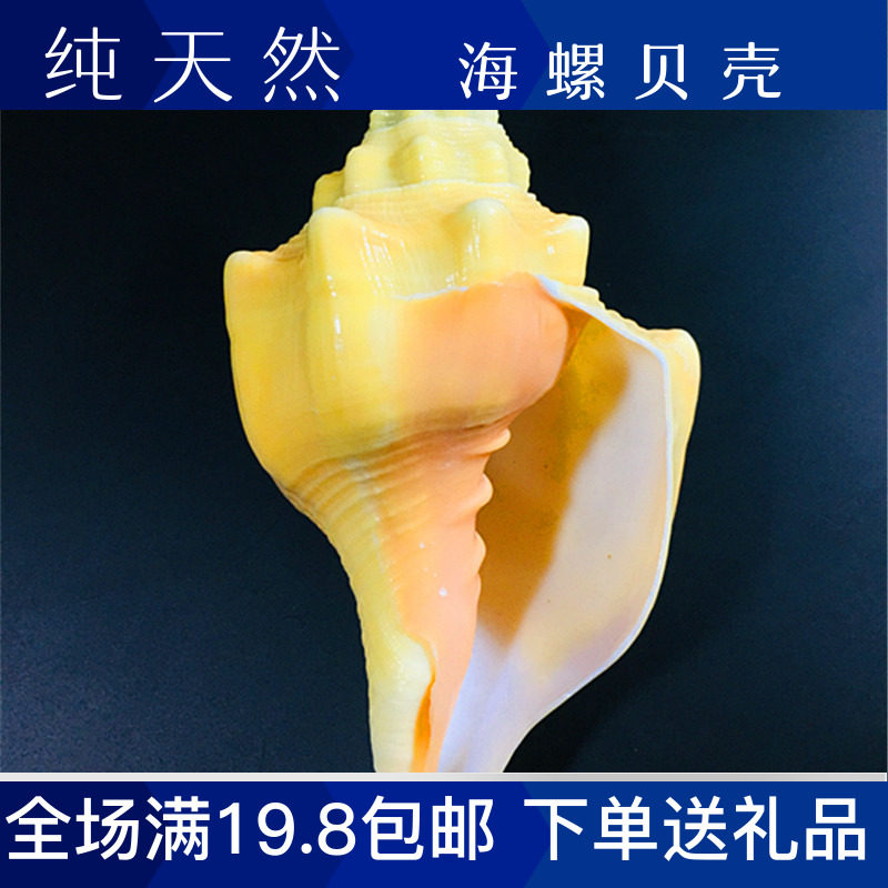 西印度圣螺包邮天然海螺贝壳黄涡螺收藏礼品摆件鱼缸水族装饰珊瑚