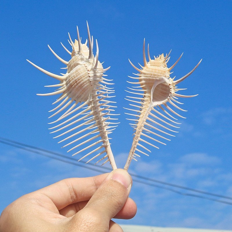 维纳斯螺海螺壳精品贝壳刺螺天然 标本海螺收藏精品 包邮送礼品