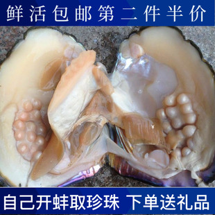 可以取珍珠 费珍珠母蚌海螺贝壳海星DIY手工自己开 免邮