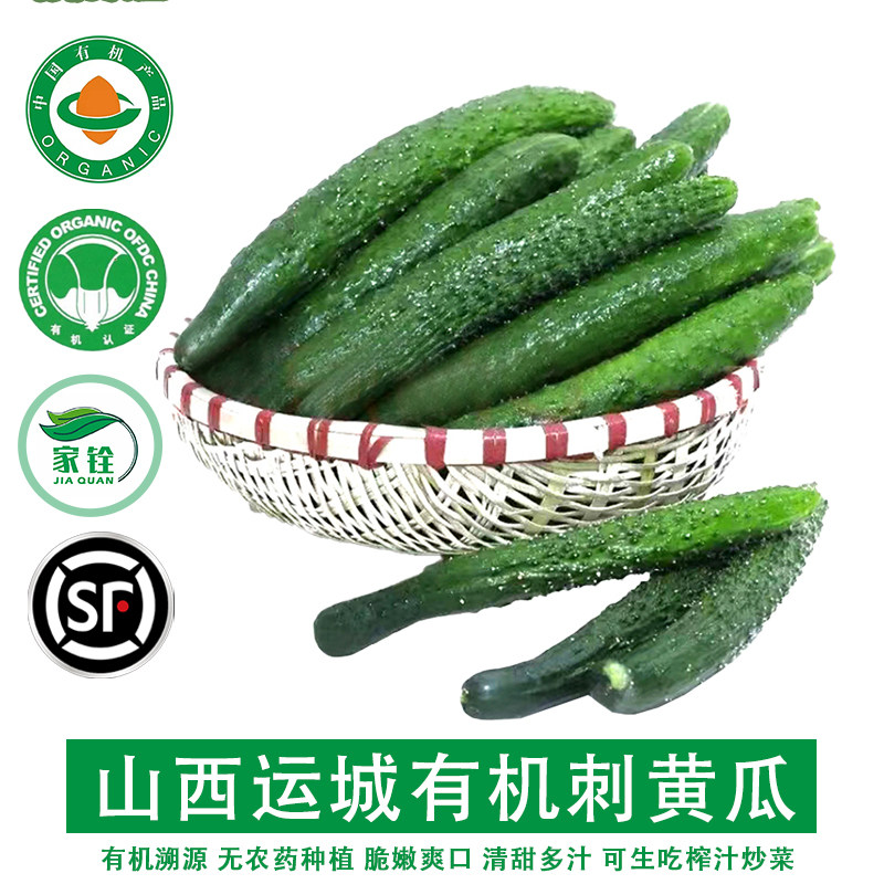 山西运城有机刺黄瓜5斤 新鲜现摘现发无农药脆嫩多汁清香可口榨汁