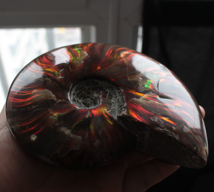 千蕊天然斑彩螺摆件菊石化石家居摆件光好斑彩螺化石摆件