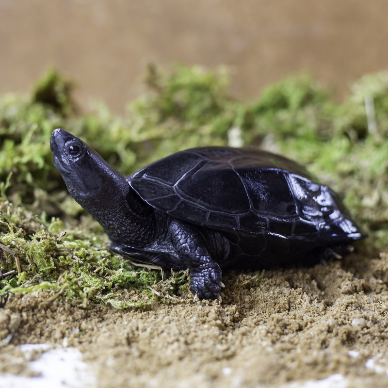 墨龟活物全黑精品中华草龟苗冷水乌龟镇宅招财龟宠物乌龟墨龟活物