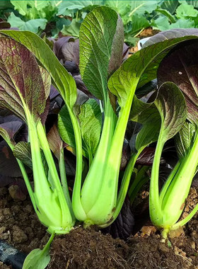 紫叶小白菜种子紫罗兰油菜种籽小青菜紫油菜阳台种植四季蔬菜种孑