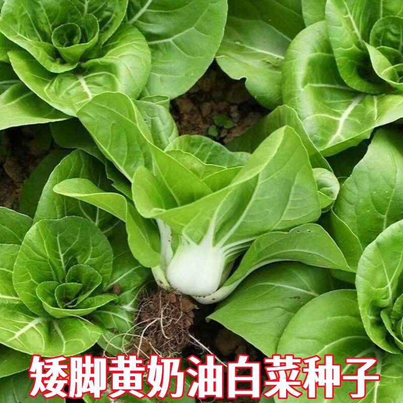 南京矮脚黄白菜种子矮脚奶油小白菜种籽耐寒白梗青菜秋冬蔬菜种孑