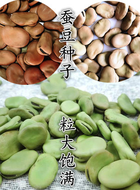 精选早熟蚕豆种子大粒罗汉豆农家胡豆高产大荚福豆大田四季播种籽