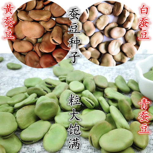 精选早熟蚕豆种子农家四季