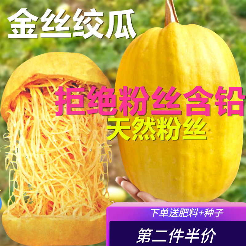金丝绞瓜种子搅瓜茭瓜黄金角瓜天然粉丝瓜种籽苗高产四季蔬菜种孑