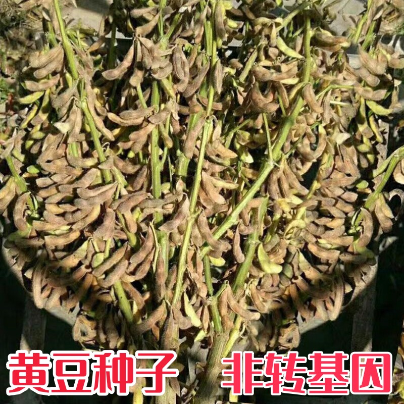 非转基因黄豆种子大豆种籽齐黄3家庭园艺种子