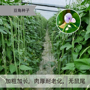 四季播摘不败高产豇豆种子绿条特长红豇豆四倍体豆角四季架豆种籽