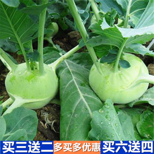 春秋青苤兰种子天津苤兰种子早熟耐热耐寒苤兰青苤蓝大田蔬菜种孑
