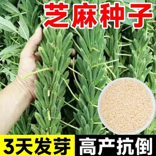 芝麻种子八棱芝麻王种籽高产白芝麻黑芝麻种籽蒴果八棱抗病抗倒伏