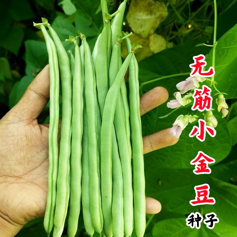 四季豆小金豆种子无筋厚肉高产