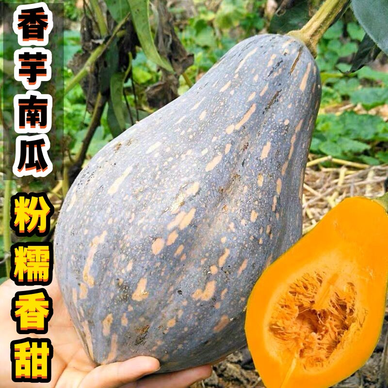 板栗味香甜软糯香芋南瓜种子