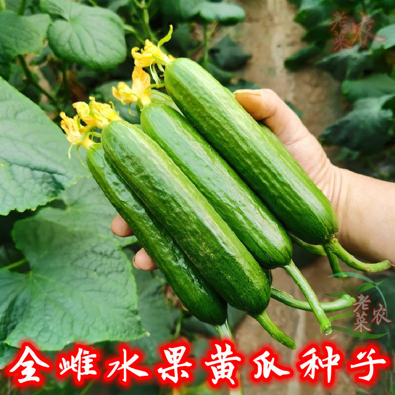 无刺荷兰水果黄瓜种子孑强雌全雌型春夏秋四季种庭院大田蔬菜种籽