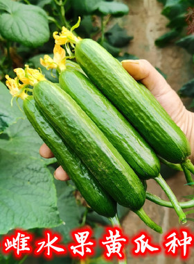 无刺荷兰水果黄瓜种子孑强雌全雌型春夏秋四季种庭院大田蔬菜种籽
