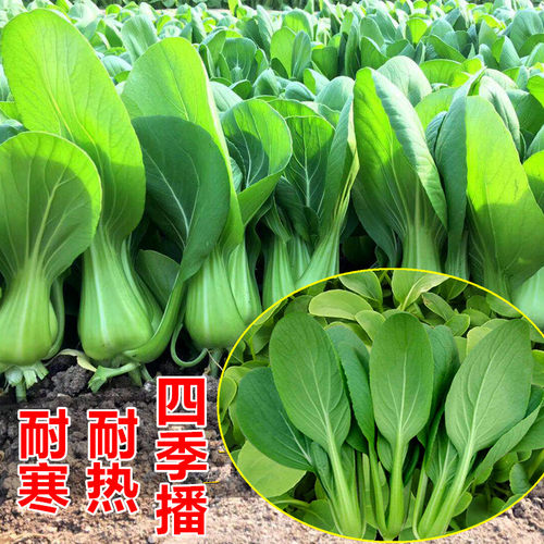 耐热四季耐热春夏鸡毛菜上海青