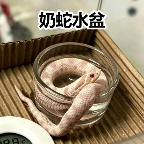 奶蛇水盆宠物蛇专用饮水泡澡小盆爬宠玻璃食盆饲养箱蛇缸造景丰荣