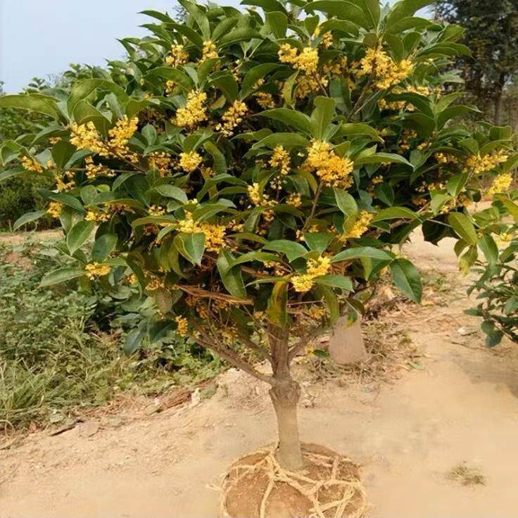 桂花树特级流苏嫁接浓香型桂花树室内客厅别墅区室外耐寒盆栽绿植