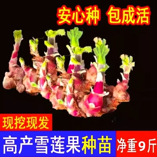 雪莲果种孑云南天山雪连果种球现挖现发黄心果苗优质高成活种子