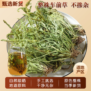 野生车前草500g整株新鲜全草晒干散装车前草中药材干货泡茶泡水喝
