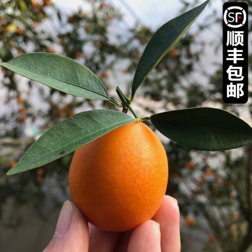 广西油皮小金桔润肺止咳30年老树