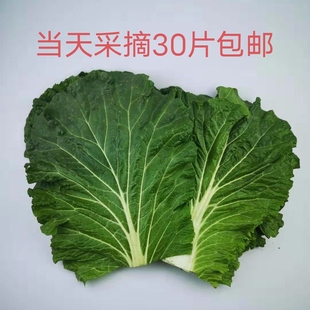 东北大白菜叶农家新鲜蔬菜饭包叶白菜叶子蘸酱菜当日采摘包邮30片