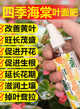 四季海棠花专用肥料土营养液焦边卷边掉光发黄边缘焦枯萎叶面肥料