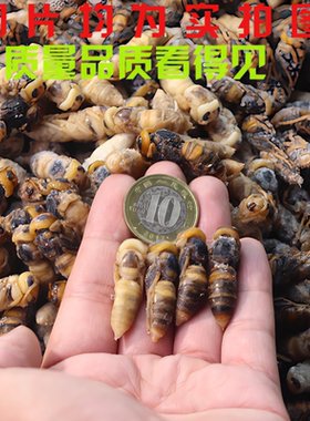 正品新鲜速冻蜂蛹虎头蜂金环虎头蜂野生土里生长个头大成型蜂蛹