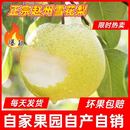包邮 赵县雪梨新鲜水果10斤大果河北正宗当季 采摘特级雪梨新鲜梨子