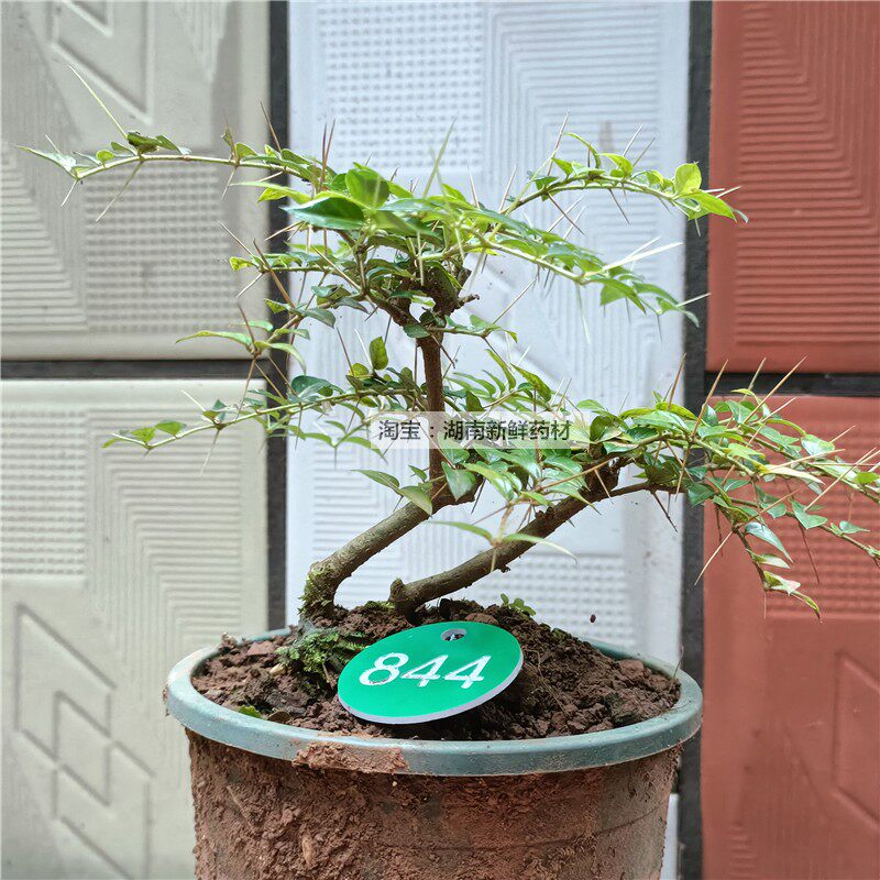 小叶虎刺盆栽苗 丛林虎刺 绣花针绿植虎刺熟苗带木桶花盆虎刺盆景属于什么档次？