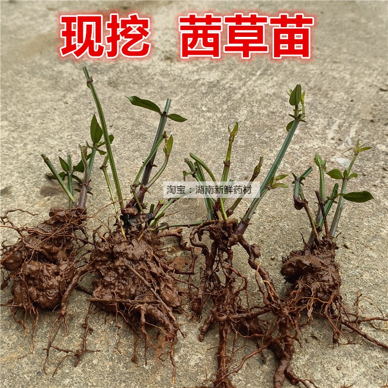 现挖茜草苗红根草天然染料