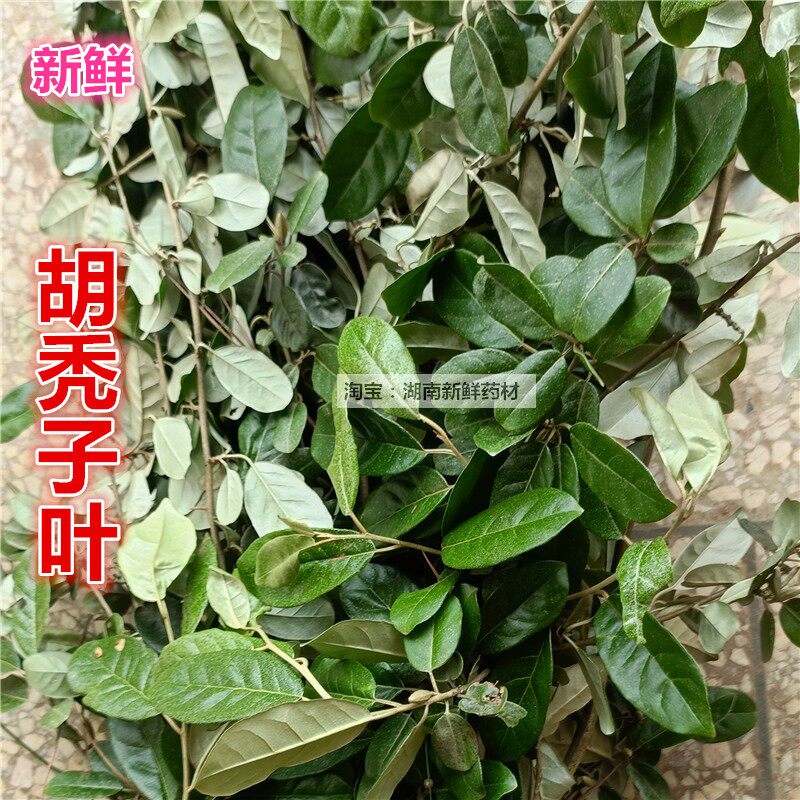 现摘新鲜胡颓子叶 药材胡秃子叶胡秃子枝叶500克包邮现挖胡颓子根