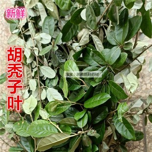 现摘新鲜胡颓子叶 药材胡秃子叶胡秃子枝叶500克包邮现挖胡颓子根