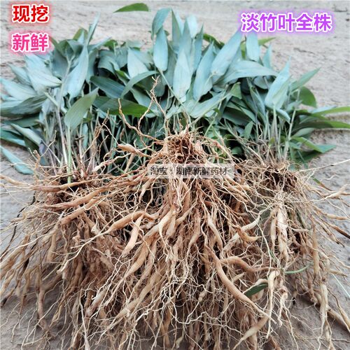 新鲜淡竹叶全株500克碎骨子